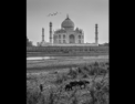 View from Mehtab Bagh, Agra